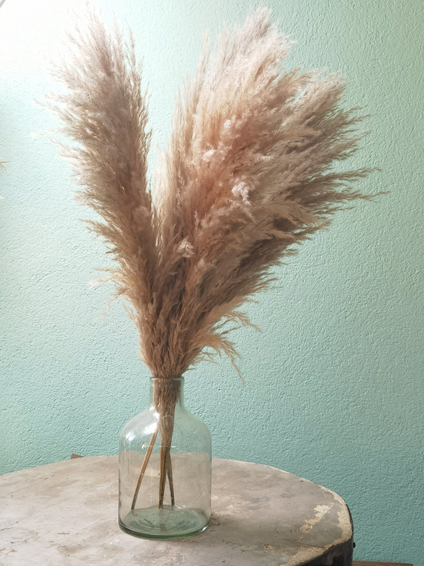 Pampas gray