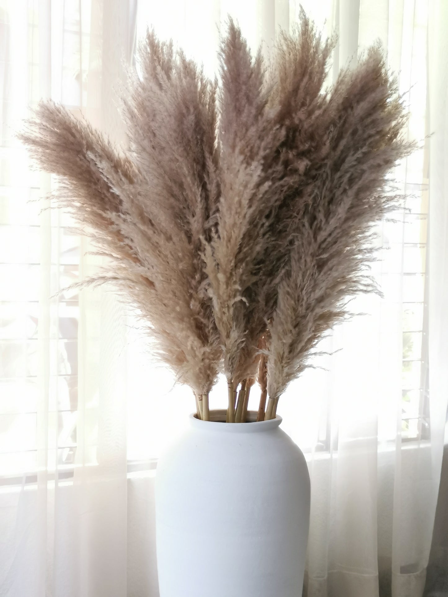 Pampas gray