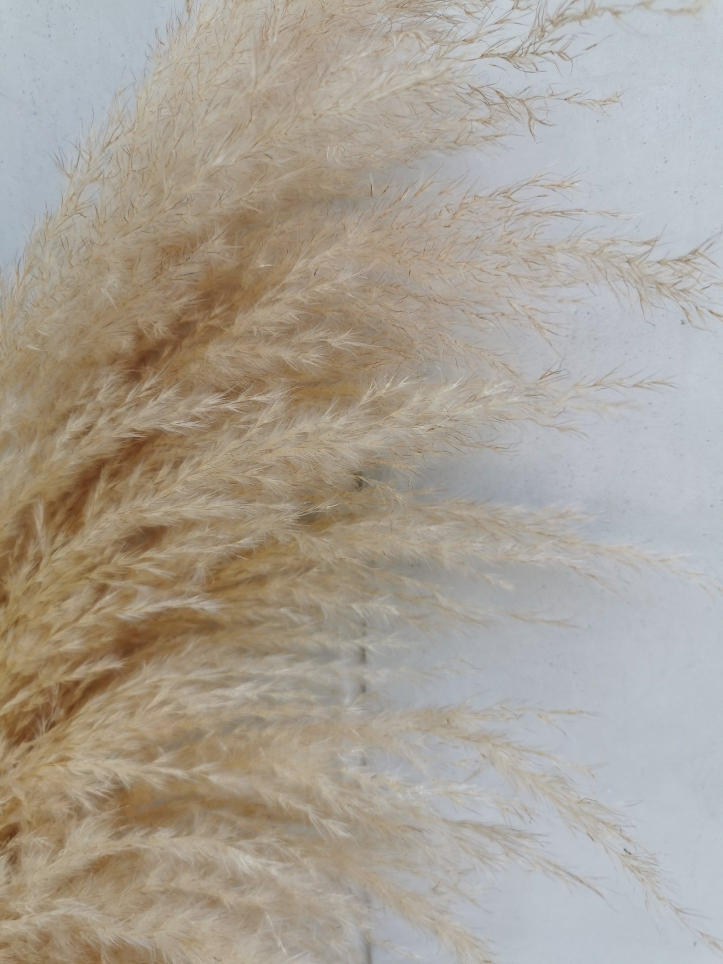 Pampas gray
