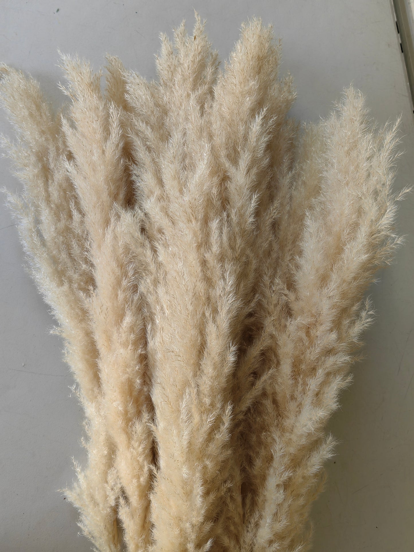 Pampas gray