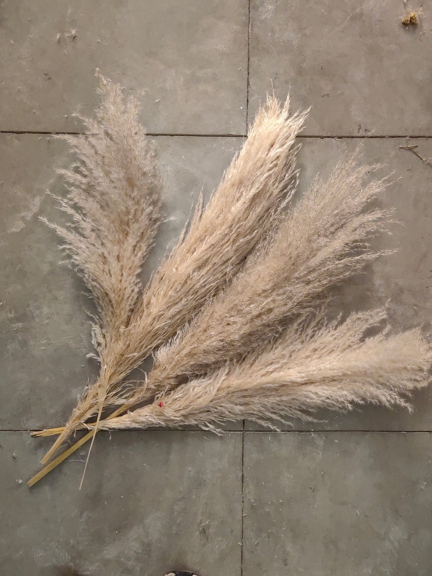 Pampas gray