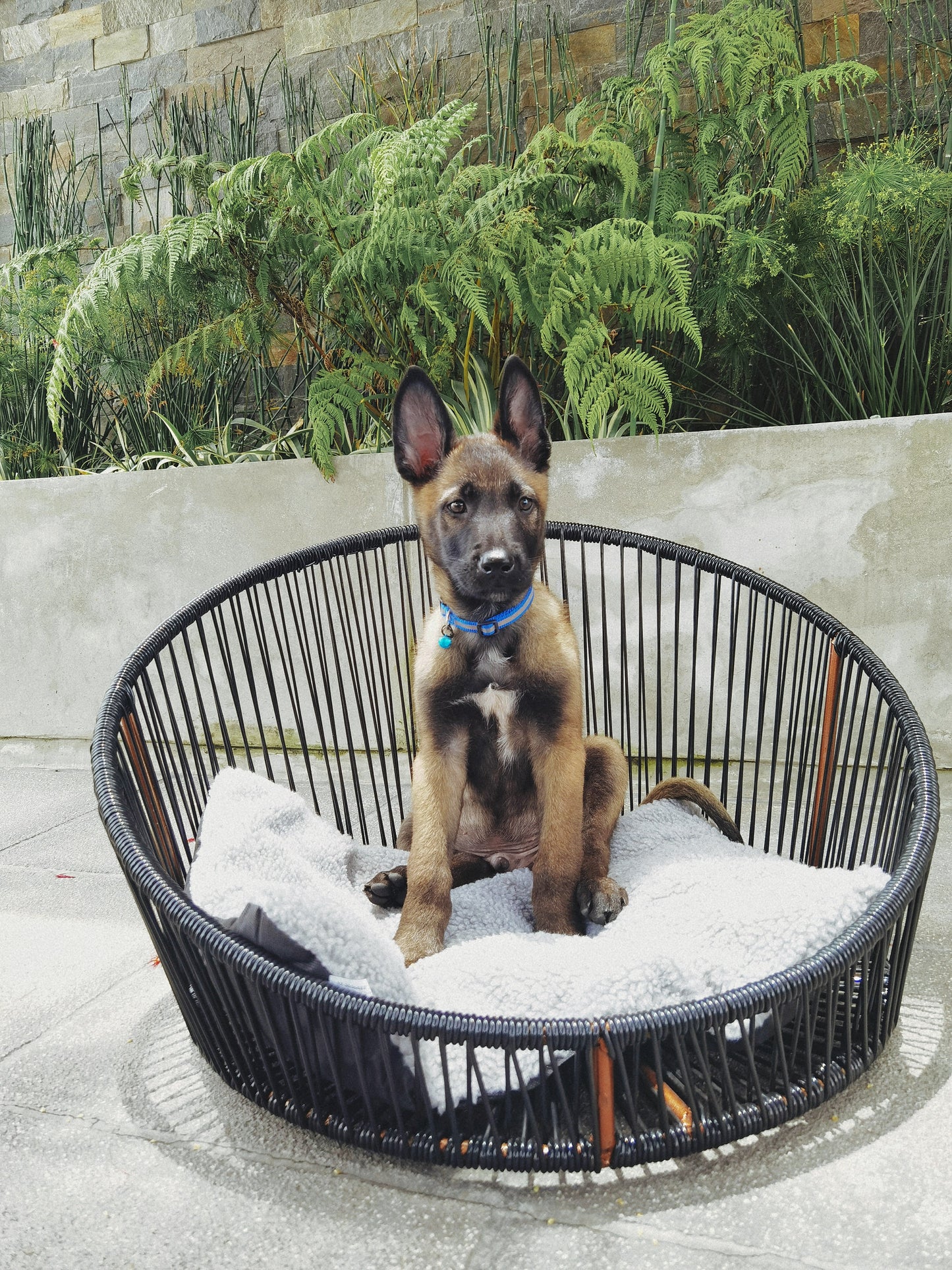 Pet Bed
