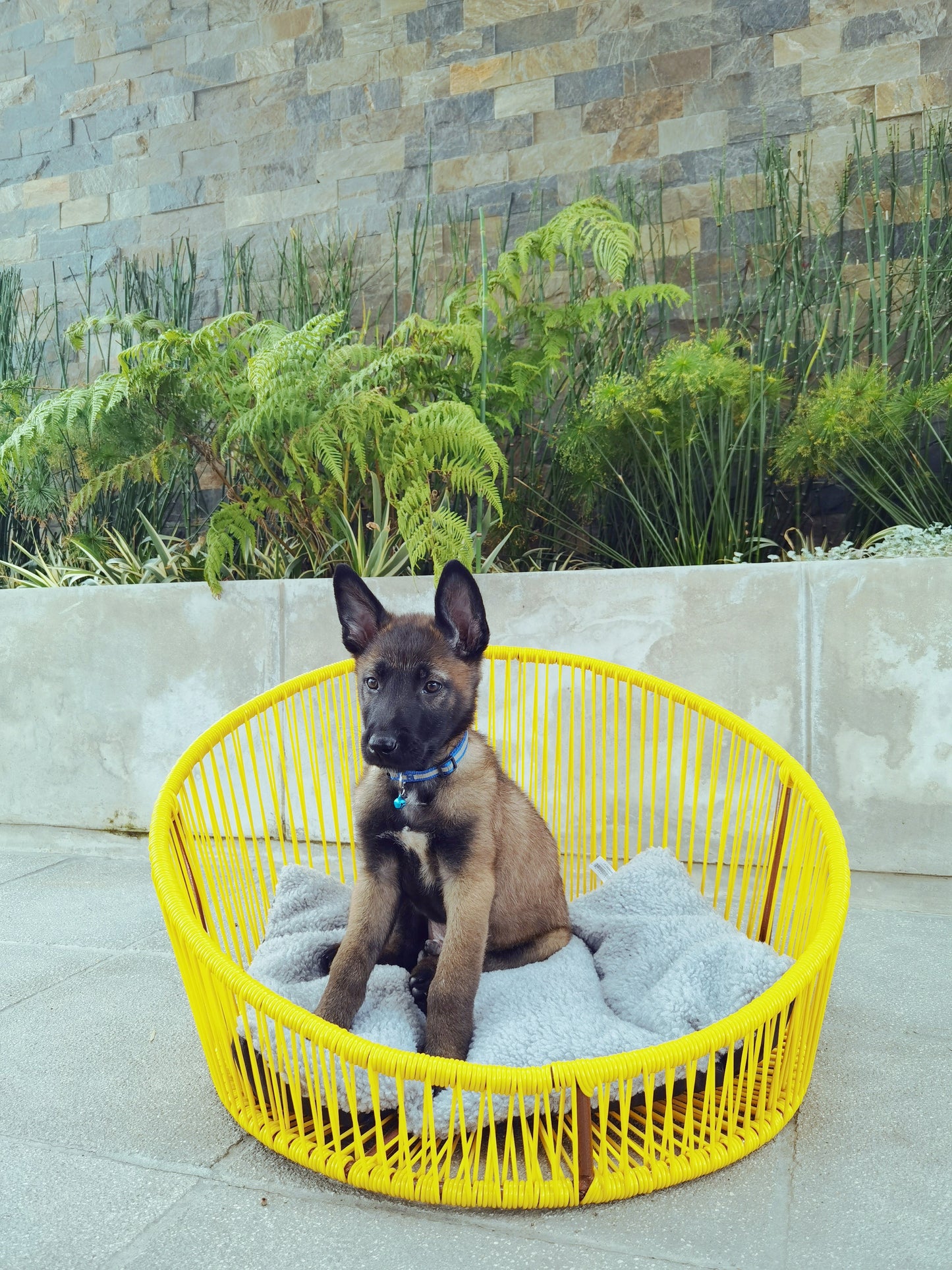 Pet Bed