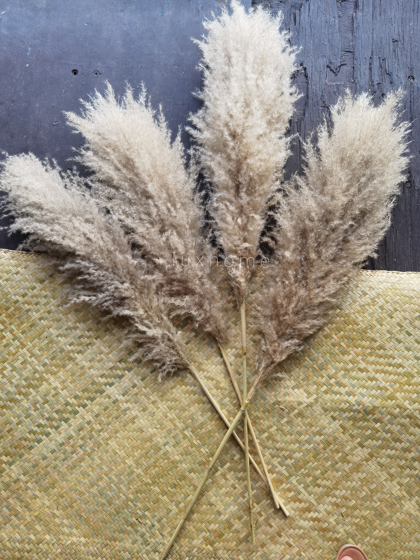 Pampas gray